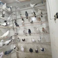 پنجاه عدد کبوتر