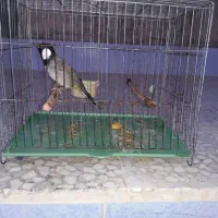 بسیار خوش صدا و زیبا