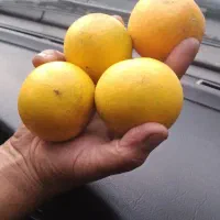 پرتقال ونارنج کیلویی ۱۵ تومن