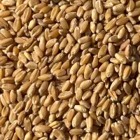 گندم بذری|گل و گیاه طبیعی|کارون, |دیوار