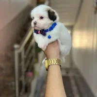 توله شیتزو سوپرفلت