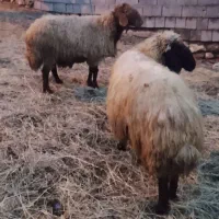 دو قوچ|حیوانات مزرعه|سیلوانه, |دیوار