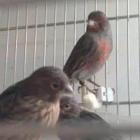 نگرومشکی قناری