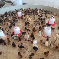 فروش جوجه یک روزه تا ده روزه