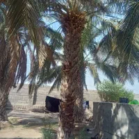 قطع نخل وبرش مخ|خدمات باغبانی و درختکاری|بندر گناوه, |دیوار