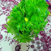 گل زیبا و کاملا سالم