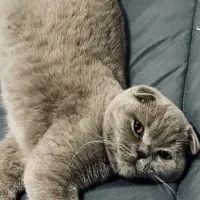 گربه اسکاتیش فولد بلو