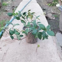 یاس جاسمین|گل و گیاه طبیعی|کرمان, |دیوار