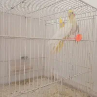 عروس هلندی معاوضه