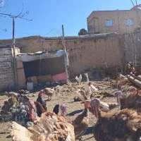 فروش بقلمون نر و ماده و تخم بقلمون نژاد بور بور