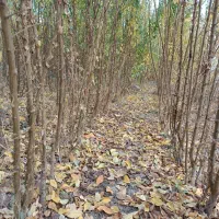 مجموعه نهالستان خرم نهال|خدمات باغبانی و درختکاری|مشهد, سیسآباد|دیوار