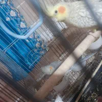عروس هلندی