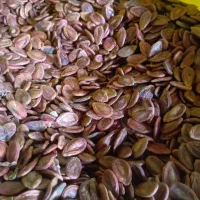 دانه ی هندوانه بذری