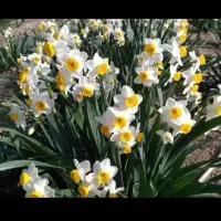 پیاز گل نرگس|گل و گیاه طبیعی|پلدختر, |دیوار