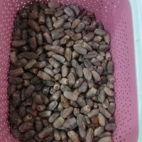 خرمای دیری ، عویمری ، بریم