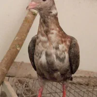 کبوتر سار