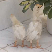 دوتا جوجه سرحال