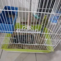 مرغ عشق فنچ