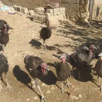 بوقلمون محلی|حیوانات مزرعه|مرودشت, رامجرد یک|دیوار