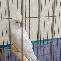 معاوضه عروس آلبینو ماده