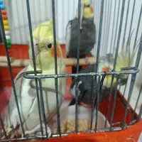 عروس هلندی