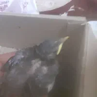 جوجه مینا