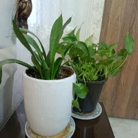 گل پتوس سرسبز و پرپشت