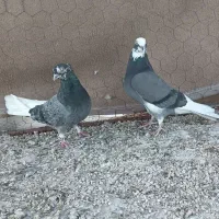 کبوتر تخت دم سفید|پرنده|ایلام, |دیوار