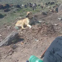 سگ گله عالی