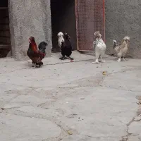 خروس با لغ جوان زینتی|پرنده|سلفچگان, |دیوار