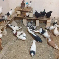 کبوتر  فروش فوری