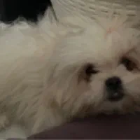 سگ خانگی واگذاری