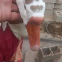 غاز دورگه|حیوانات مزرعه|آبادان, |دیوار