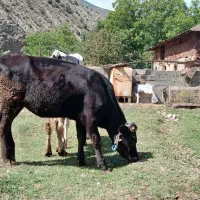 فروش گوساله ماده یک سال و سه ماه|حیوانات مزرعه|مهدی شهر, |دیوار