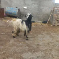 بزجوان|حیوانات مزرعه|مشگین شهر, |دیوار