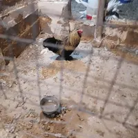 کفتر طوقی و خروس|پرنده|نجف‌آباد, گلدشت|دیوار