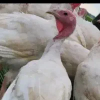 فوری هراج بقلمون  گوشتی زنده