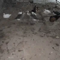 اردک و غاز|حیوانات مزرعه|رانکوه, |دیوار