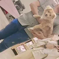 سگ پامر اشپیتز