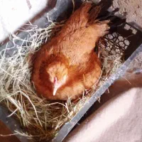 مرغ معامله با کبوتر|حیوانات مزرعه|دلگان, |دیوار