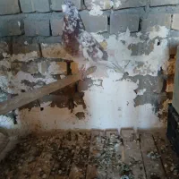 کفتر نر ۵ ساعته|پرنده|اردکان, |دیوار