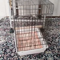 شاه کاسکو سخنگو دم قرمز|پرنده|زرند, |دیوار