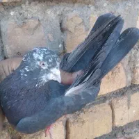 کفتر تیرماهی