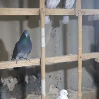 12عدد کبوتر یکجا دونه 150|پرنده|محلات, |دیوار