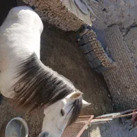 نریون|اسب و تجهیزات اسب‌سواری|قوچان, |دیوار