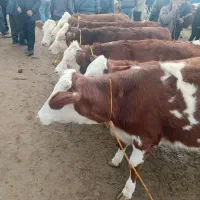 بیست عدد گوساله درجه یک به فروش می‌رسد