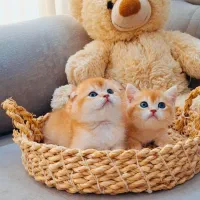 گربه های گلد