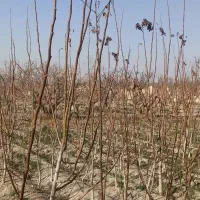 نهال گردو چند لر