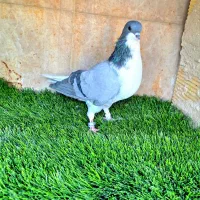 ماده دمگیر سینه دم پاک ،نوک قناری(برگشتی)