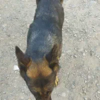 سگ ژرمن ماده|سگ|مشهد, همت آباد|دیوار